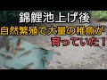 【自然繁殖でマジか！宝の山】大量の稚魚が育っていた。大量捕獲！#錦鯉　飼育　#nisikigoi　#ปลาคราฟ　#アクアリウム　#diy　#メダカ　#ガサガサ　#池の水全部抜く #koi pond