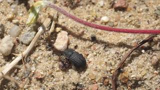 Omrzel Piaskowy - Opatrum Sabulosum