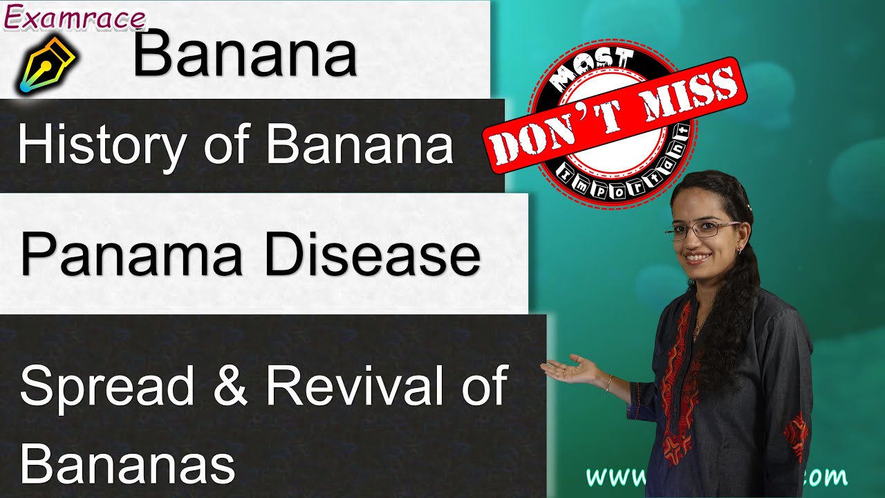 History of Banana Your Favorite Fruit on Verge of Extinction Panama