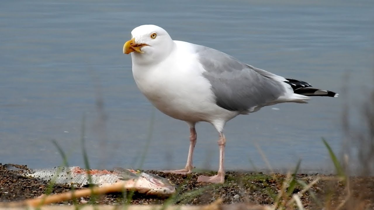 American Herring Gull