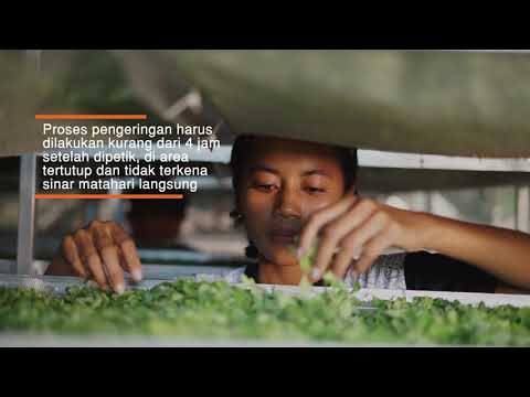 Ketersediaan Daun Kelor Di Indonesia