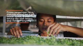 Budidaya Kelor (Moringa Oleifera) di Rumah | Moringa Project