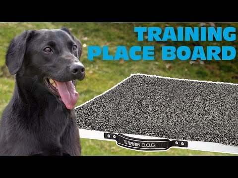 dog training place board