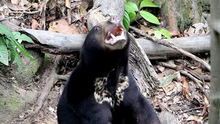 Sun Bears in Borneo