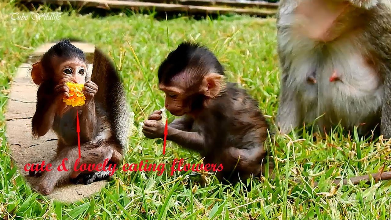 petco hours Really Beautiful & Lovely Gesture of Fluffy Baby LIZZA Playing & Eating Flowers/ LIZZA Is Charming.