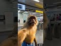 சென்னை மெட்ரோவில் பயணம் செய்த குரங்கு 🚇🔥 | KMV #shorts #reels #monkey #viral