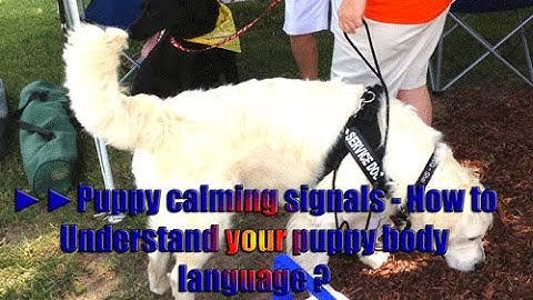 ►► Puppy calming signals - How to Understand your puppy body language?
