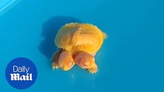 Rare two-headed albino turtle worth $31,500 discovered on a farm