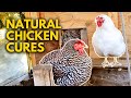 کیا میرا چکن بیمار ہے مرغیوں کا قدرتی علاج کیسے کریں