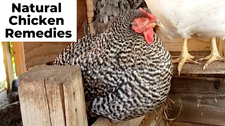Är min kyckling sjuk? Naturlig behandling för kycklingar