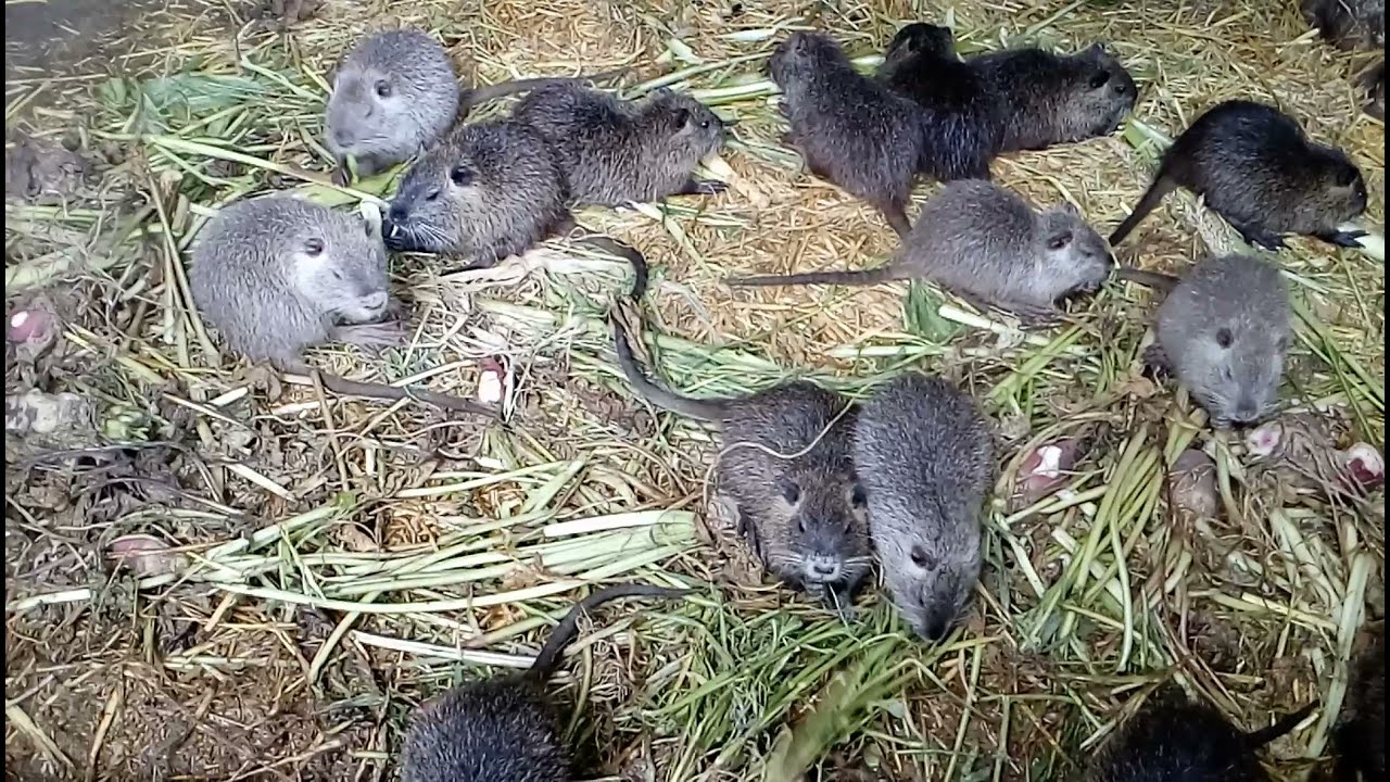 З чого розпочати розведення та утримання нутрій? Перші кроки. Частина 1.