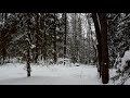 Звуки зимнего леса.