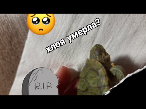 моя черепаха умерла ?