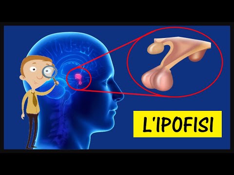 L&rsquo;Ipofisi: Anatomia, funzioni e quali ormoni produce?
