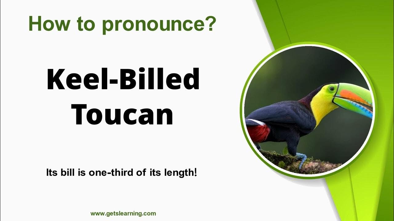 How to say Keel Billed Toucan in English Correctly YouTube