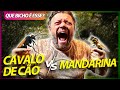 ESSES SÃO OS ANIMAIS MAIS PERIGOSOS DA NATUREZA! | RICHARD RASMUSSEN