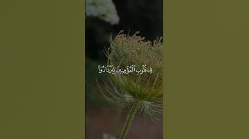 هو الذي أنـزل السكينة في قلوب المؤمنين ليزدادوا إيمانا مع إيمانهم ولله [ الفتح: 4] #تلاوات