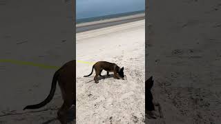 Our Malinois. First walk on the beach in Hua Hin.Наш Малинуа.Первая прогулка на пляже в Хуа Хине