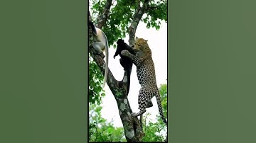 Leopard tried to climb the tree tried to catch a monkey #youtube shorts #viralvideo #animals#shorts#