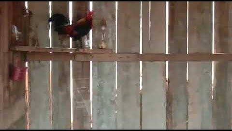 ໄກ່ຕໍ່ຂັນມ່ວນ Saib qaib dib qua zoo 26/1/2020