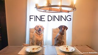 DOGS eat Indian Food