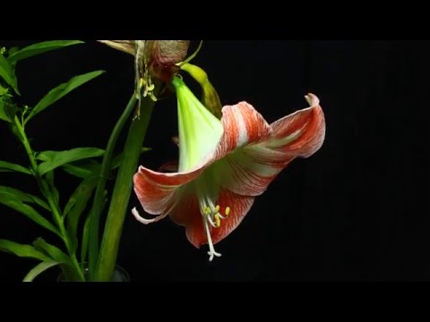 Video: Cum Se Realizează înflorirea Anuală A Amaryllis