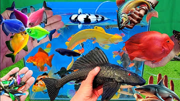 Video tổng hợp cá cảnh đẹp, vịt, vịt con, cá koi, cá trê, cá da trơn, cá la hán