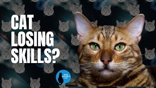 Worried that you cat might lose what it learned? #cat #adventurecat by Your Purrfect Cat 32 views 3 months ago 5 minutes, 25 seconds