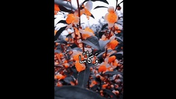 ﴿إن للمتقين مفازا،حدائق وأعنابا﴾سورة النبأ|الشيخ عبد الباسط عبد الصمد