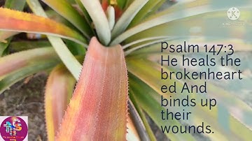 Psalm 147:3 NKJV – 3 He heals the brokenhearted And binds up their wounds.