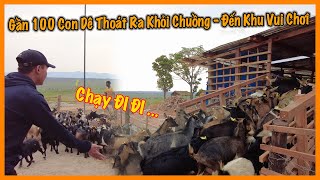 Quanglinhvlogs || Hoàn Thành Khu Vui Chơi Cho Gần 100 Con Dê -  Quang Linh Farm Dần Hoàn Thiện