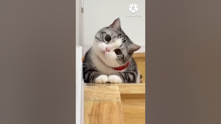 If people acted like cats 🙀😹 LeoNata family #shorts #cat #meme