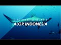 Scuba diving in alor indonesia  discovering secrets