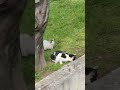 kenedi CAD.parkı