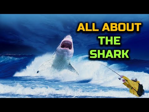 वीडियो: शार्क के बारे में रोचक तथ्य: विवरण, विशेषताएं और तस्वीरें