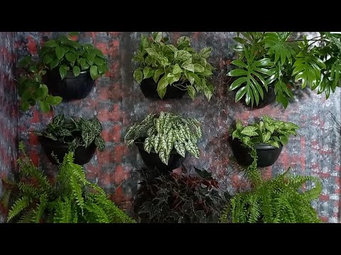 Vídeo: Cultivando Plantas em Paredes - Dicas sobre como usar paredes no jardim
