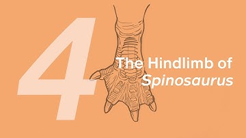 Essien the Spinosaurus 4: The Hindlimb | Learn to Draw Dinosaurs with ZHAO Chuang
