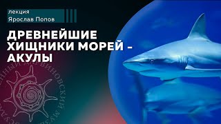 Древнейшие хищники морей - акулы