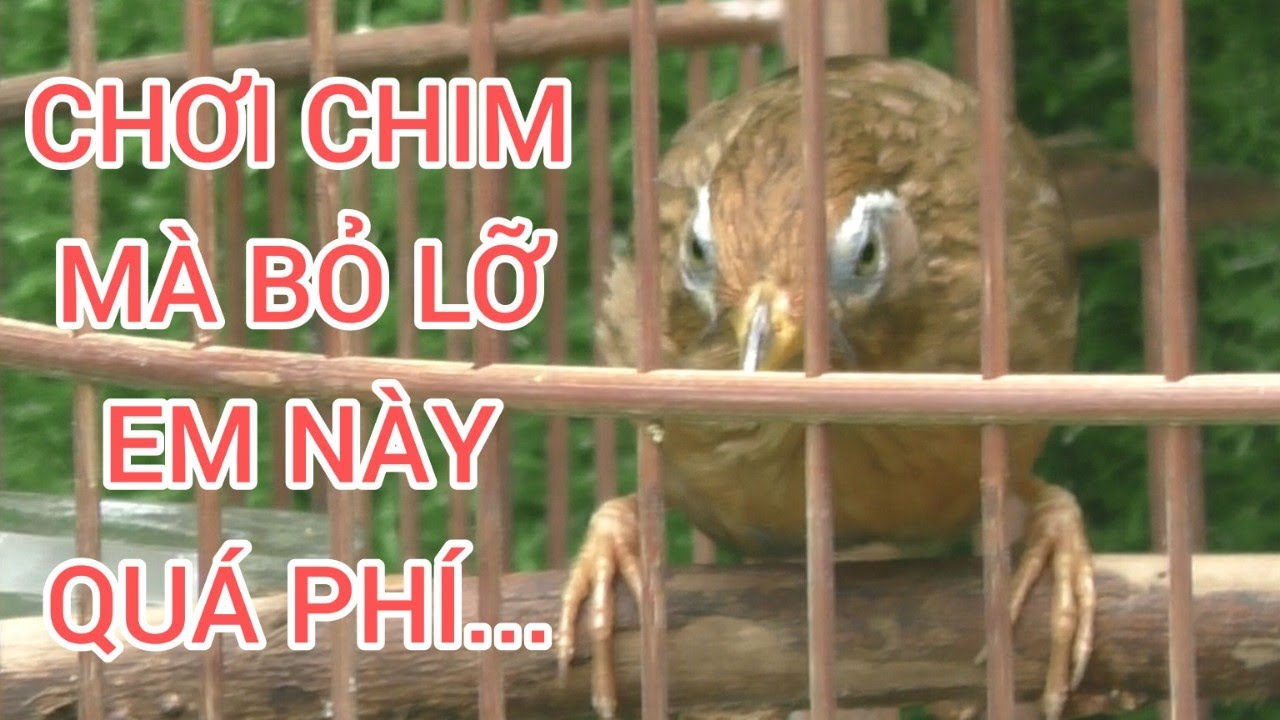 317 | CHÚ CHIM HỌA MI QUÁ TỐT ĐÁNG ĐỂ CÁC BÁC QUAN TÂM ĐẶC BIỆT VỚI NHỮNG BÁC CHƠI CHIẾN...