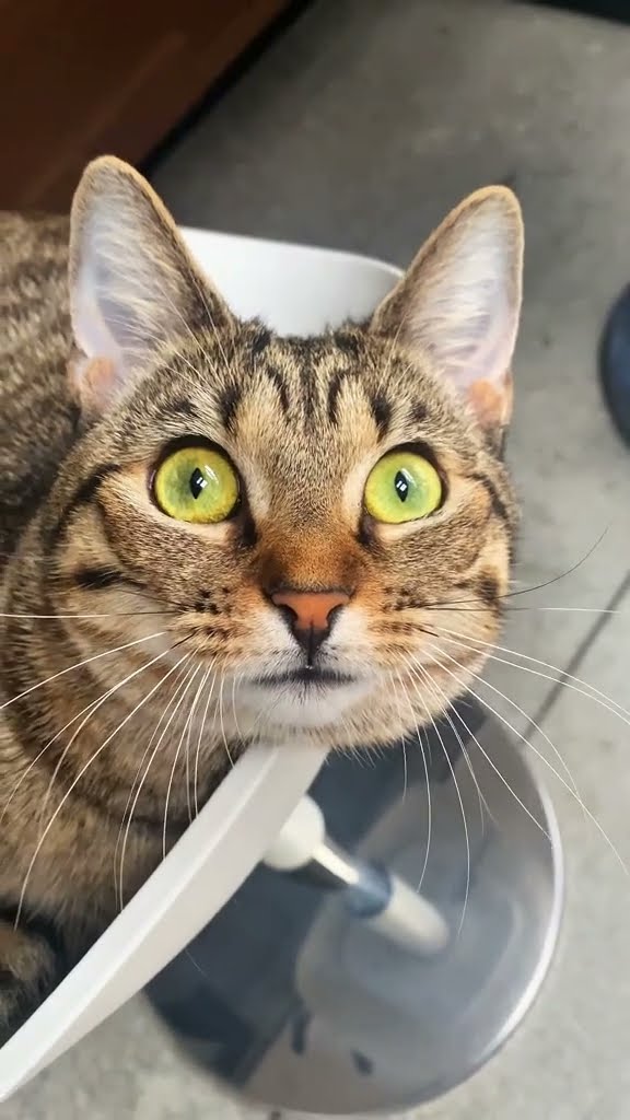 Top des vidéos très mignon