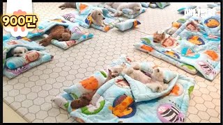 Doggies Got A NEW Summer Blanky To Enjoy Nap Time *In dog Kindergarten Where Bogum Park Attends*