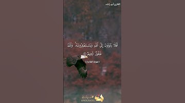 أفلا يتوبون إلى الله للقارئ أبو راشد تلاوة جميلة