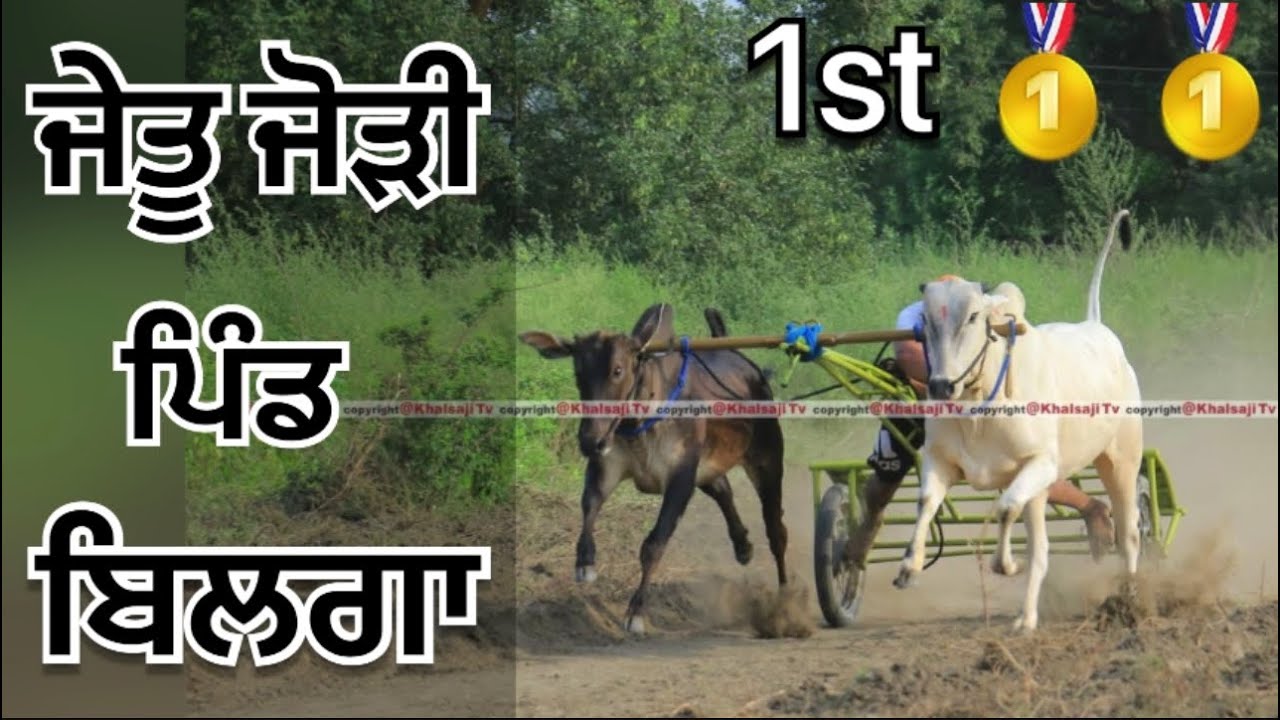 Bilga ( Ludhiana ) Winner Ox Pair Bald Race Live Ox Race Live