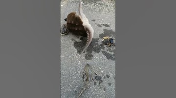 Thumbnail of Strongman Crab vs Stuntman Alligator Snapping Turtle