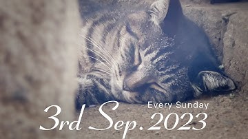 予告#023「ノラや Lost Cats Season3」 2023年9月3日18:00配信スタート!!