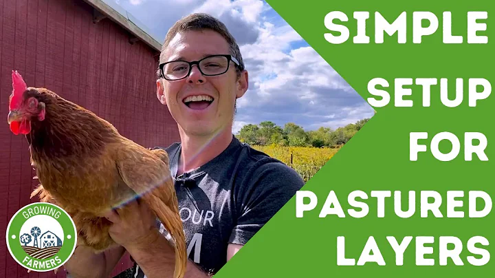 Simple Pastured Chicken Setup for Layers