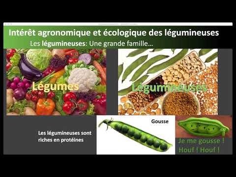 Vidéo: Quel flagellé est symbiotique avec les termites ?