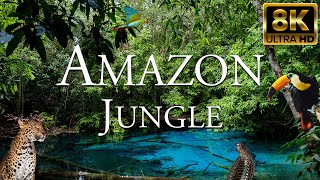 Amazon Jungle 8K ULTRA HD | Amazing Wildlife of Amazon Rainforest | Tropical Animals