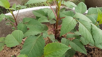 Chuẩn bị cắt cơi nên làm điều này để hoa thược dược nở đúng tết