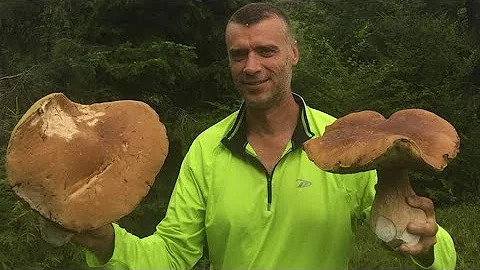 Jak se objevují houby v jabloneckém Jablonci?